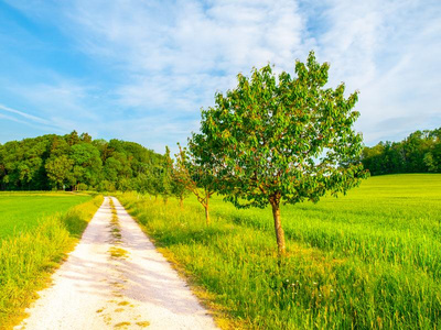 捷克人乡下的风景.绿色的多叶的树不中国家路.伊迪照片