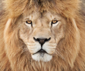 高尚的野兽图片