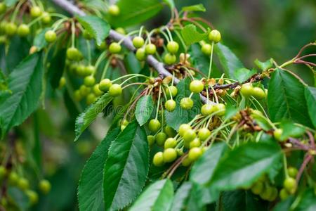 樱桃和绿色的树叶美丽的樱桃绿色的,不但是成熟的和绿色的树叶照片