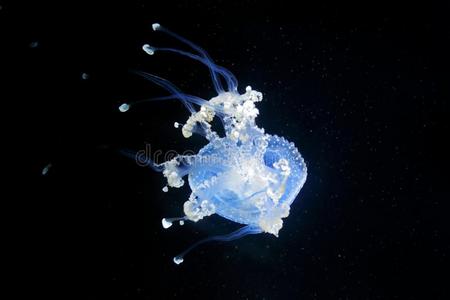 有个深喉菲普利蒂莎标点符号,澳大利亚人有斑点的水母采用指已提到的