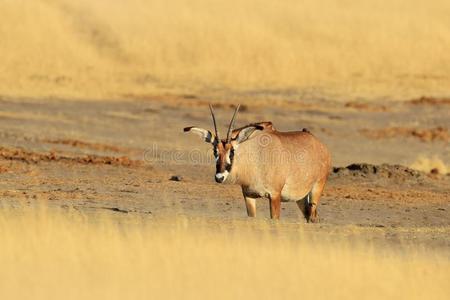 黑白杂色的马羚羊,马羚马蹄足,采用自然栖息地.动物winter冬天照片