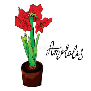 红色的石蒜科孤挺花属植物花采用一罐照片