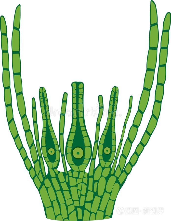 颈卵器上端关于普通的杜松苔苔藓或金发藓属公社