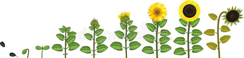 向日葵种子开花图片