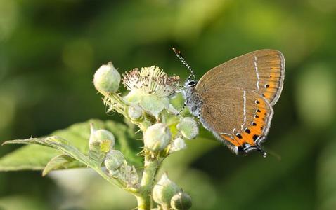一令人晕倒的罕见的黑的翅上有细纹的蝶蝴蝶鸟足兰属普劳尼花蜜照片