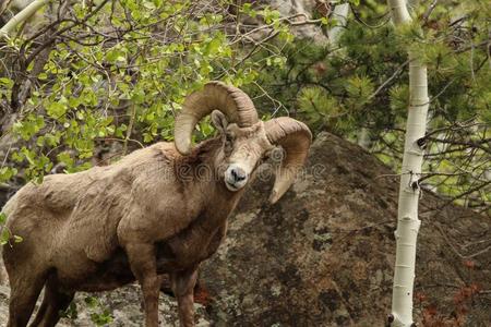 大角羊羊采用美国科罗拉多州野生的欧洲盘羊羊,两个男人放牧向牧草地