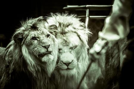 对狮子的小熊图片