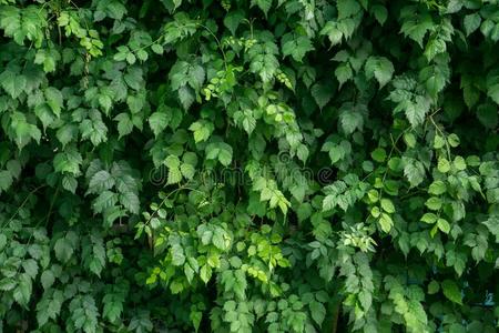 绿色的树叶墙照片
