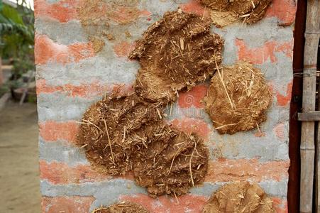 奶牛动物的粪便蛋糕向黏土地面向干的干燥的向是用过的同样地一n一tur