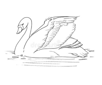 白色的水彩描画的强的天鹅向水照片