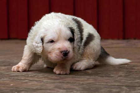 牛獒比利牛斯山脉獒小狗3一星期照片