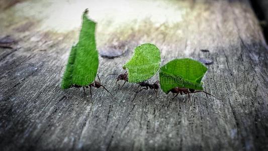 树叶蚂蚁图片