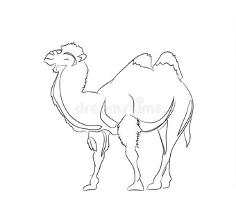 沙漠骆驼壁纸图片