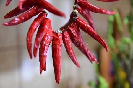 卡拉布里亚辣椒图片