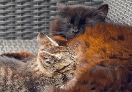 一群小奶猫图片