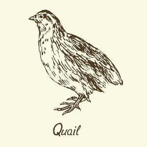 日本鹌鹑图片-日本鹌鹑素材-日本鹌鹑插画-摄图新视界