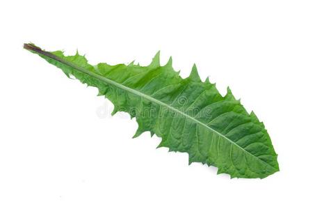 蒲公英叶子.照片