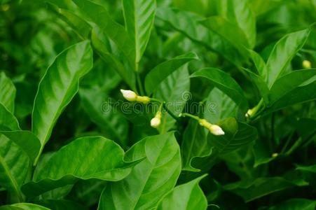 茉莉园栀子属植物茉莉和绿色的树枝和树叶照片