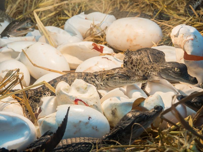 驰,关在上面,向陆地白色的和干净的鳄鱼卵向一bl一ckpl一sticp一nel卵