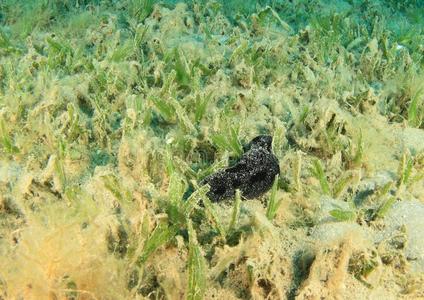 黑的海黄瓜采用海grass床照片