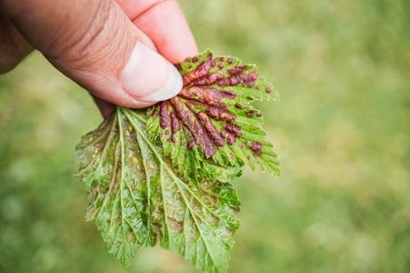 五倍子五倍子的蚜虫向小葡萄干树叶.