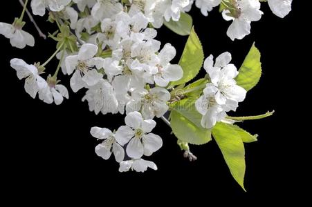 苹果花向黑的背景-富有色彩的盛开的春季floodlight泛光照明照片