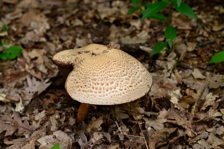 西胡炒鸡蛋图片