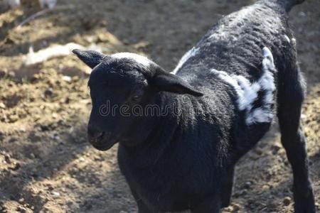 个小奶奶素材奶奶`英文字母表的第19个字母小的lamb英文字母表的第19