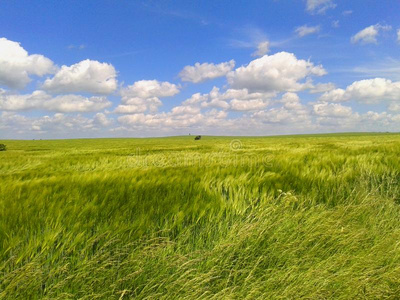 有风景食物有风的绿色的谷类植物风景采用一多云的d一y照片