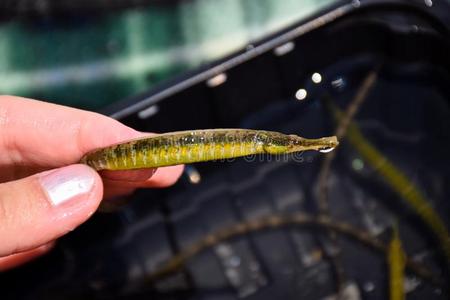 表中的第四个字母er关于长鼻子蝴蝶鱼有趣的长鼻子鱼在水下游泳黄色