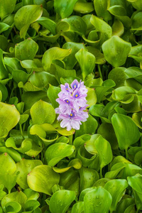 开花水风信子伊什霍尼亚克拉西普斯不固定的采用一池塘照片