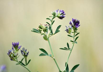 开花苜蓿刚出芽的幼苗照片