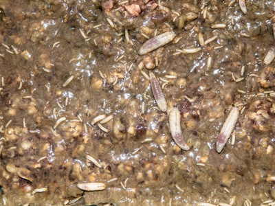 许多不同的钓鱼饵图片