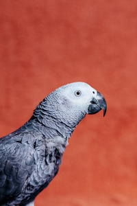 红面的眼睛图片