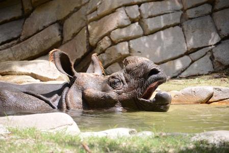 黑卫兵犀牛犀牛ceros采用水照片