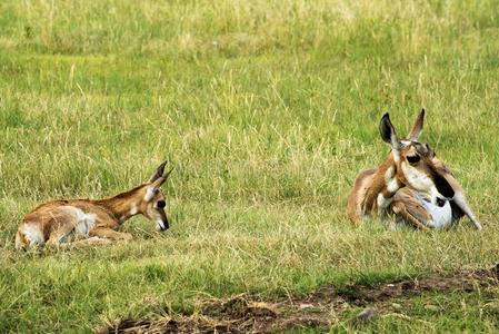 叉角羚`美国人羚羊`雌鹿和幼鹿照片