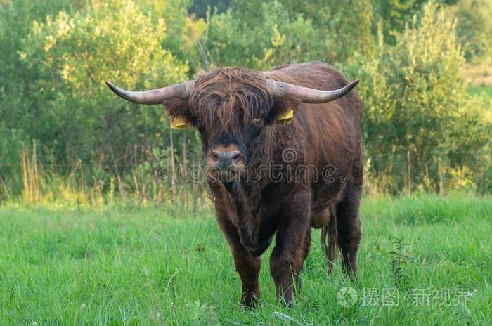 苏格兰的高地的牛