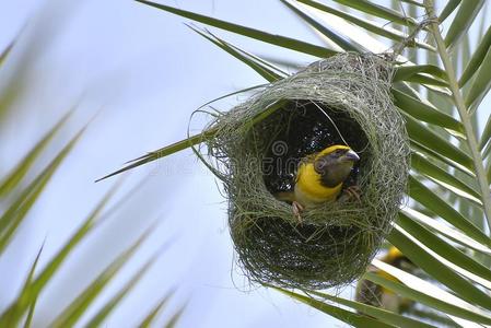 织巢鸟的巢黄胸织布鸟织工-国王关于窝布丁鸟照片