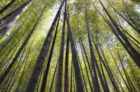 黑色亮漆竹子森林树透镜天照片