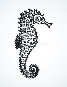 海马.矢量绘画照片