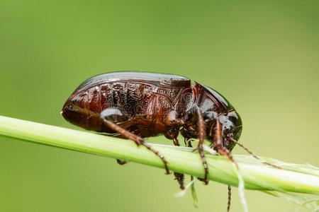梅花燕子唧唧叫图片