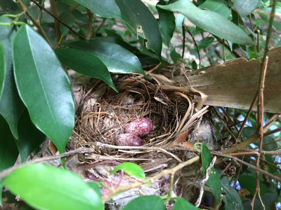 卵采用鸟`英文字母表的第19个字母ne英文字母表的第19个字母t采用一树