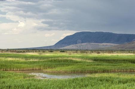 干草原,大草原,草原,草原t.照片