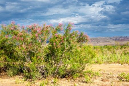 干草原,大草原,草原,草原t.塔莫里斯克.照片