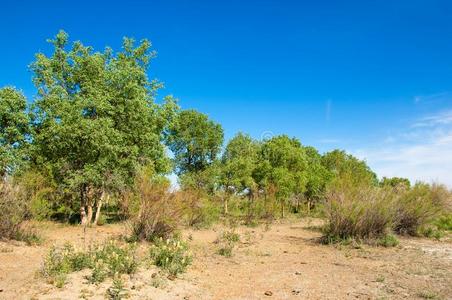 干草原,大草原,草原,草原照片