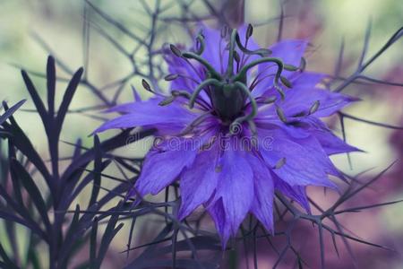 小臂琢0108leftlower一rm左小臂美丽的温和的花蓝色关-在上面向一