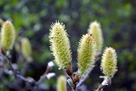 雄性柔荑花序柳树葇荑花在春季采用冰岛照片