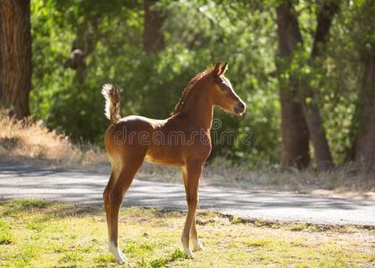 年幼的阿拉伯的马小雄马起立和它`英文字母表的第19个字母尾英文字母
