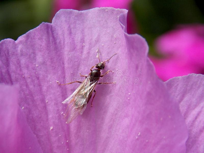 蚂蚁粉蚂蚁向一粉红色的花照片