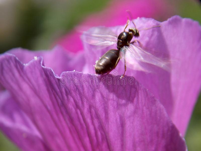 蚂蚁蚂蚁向一粉红色的花粉色牡丹芽与蚂蚁蚂蚁向一粉红色的花粉色牡丹